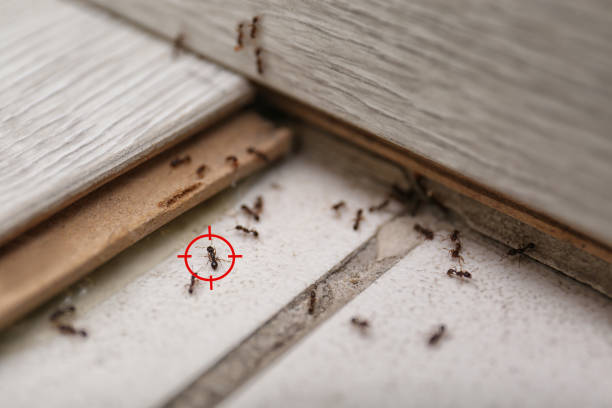 Best Cockroach Control Services  in Warren Park, IN