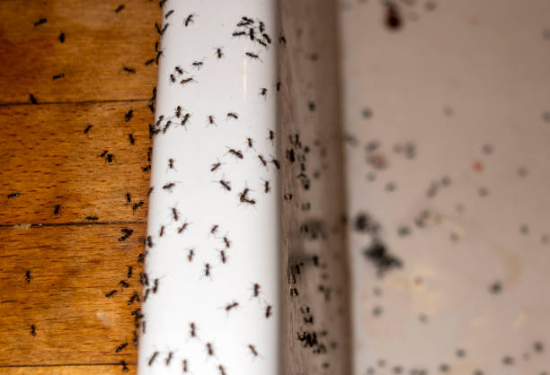 Best Best Pest Control Companies  in Warren Park, IN